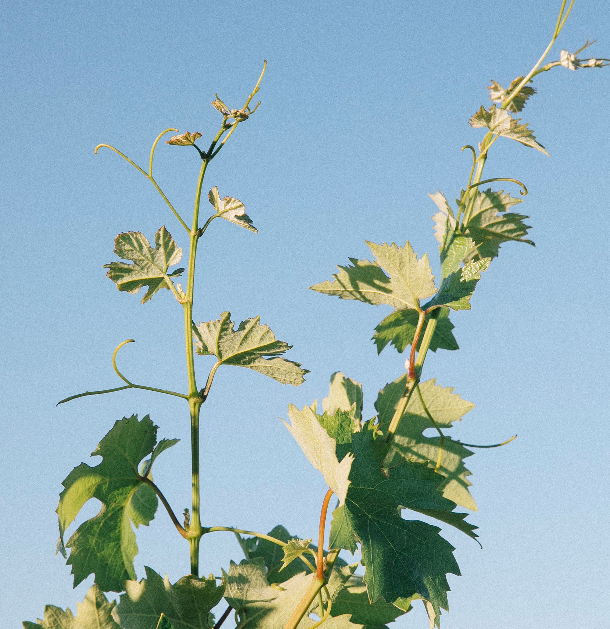 Vibrant green grapevine leaves against a clear blue sky, bathed in sunlight. The mood is fresh and lively, highlighting nature's beauty.