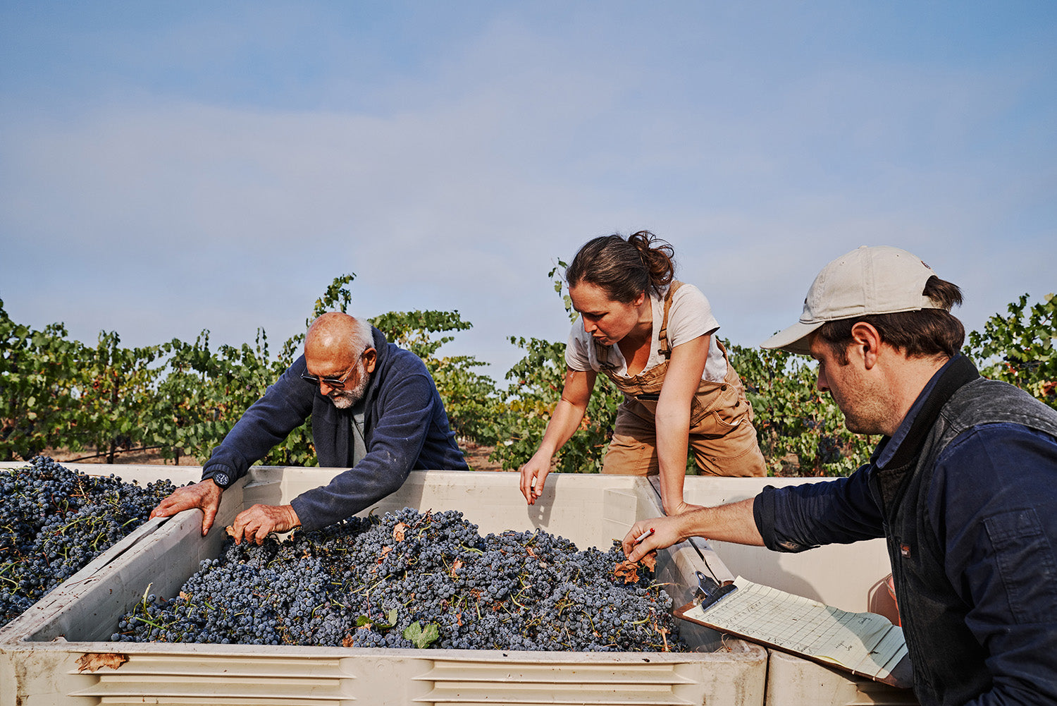 Three people sorting grapes in a vineyard under a clear sky. They examine the fruit in large bins, conveying focus and collaboration. A notepad is visible.