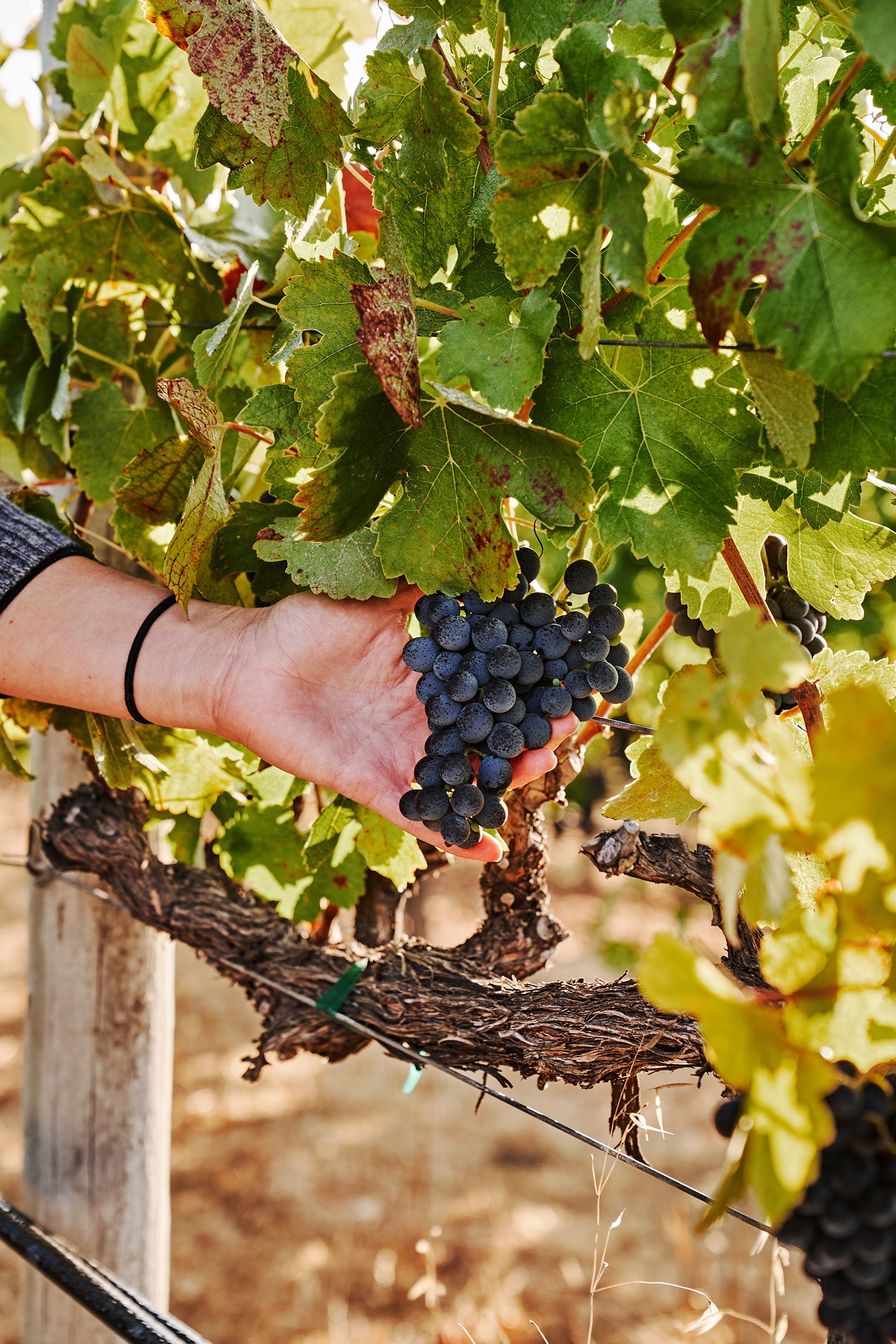 A hand holding a bunch of dark purple grapes hangs among vibrant green grapevine leaves, conveying a sense of harvest and abundance in a vineyard.