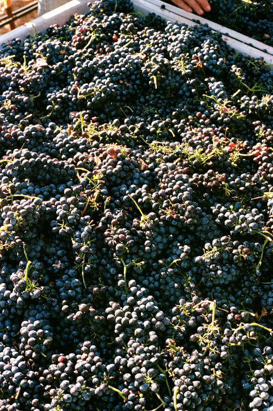 Dry Farmed Delights